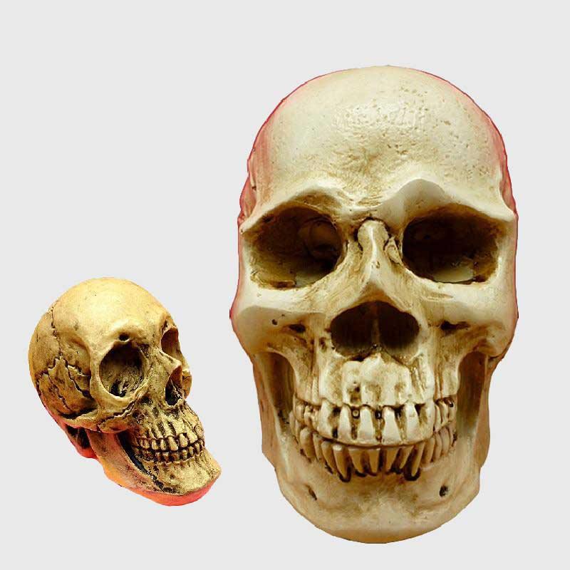 3D Skull Silicone Mold - Wyvern's Hoard