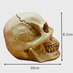 3D Skull Silicone Mold - Wyvern's Hoard
