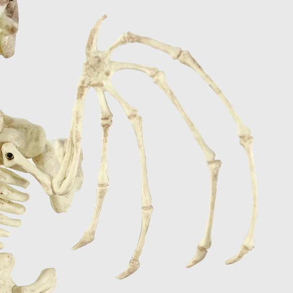 Fantastical Animal Skeletons - Wyvern's Hoard